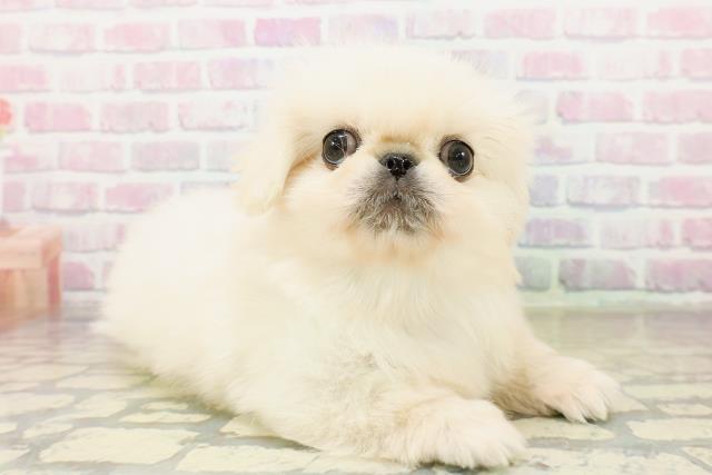 群馬県のペキニーズ (Coo&RIKU高崎店/2025年11月1日生まれ/男の子/クリーム)の子犬の3枚目の画像