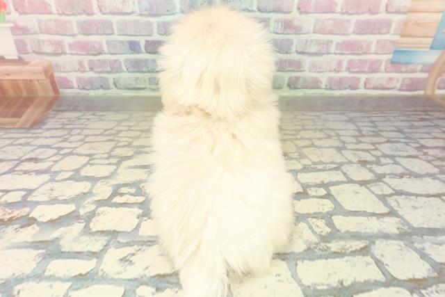 群馬県のペキニーズ (Coo&RIKU高崎店/2025年11月1日生まれ/男の子/クリーム)の子犬の4枚目の画像