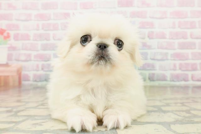 埼玉県のペキニーズ (Coo&RIKU岩槻店/2025年11月1日生まれ/女の子/クリーム)の子犬の1枚目の画像