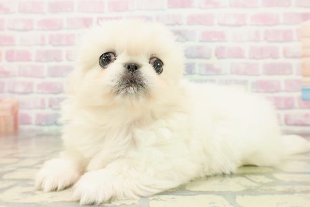 埼玉県のペキニーズ (Coo&RIKU岩槻店/2025年11月1日生まれ/女の子/クリーム)の子犬の2枚目の画像