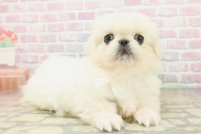 埼玉県のペキニーズ (Coo&RIKU岩槻店/2025年11月1日生まれ/女の子/クリーム)の子犬の3枚目の画像