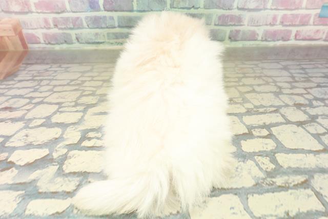 埼玉県のペキニーズ (Coo&RIKU岩槻店/2025年11月1日生まれ/女の子/クリーム)の子犬の4枚目の画像