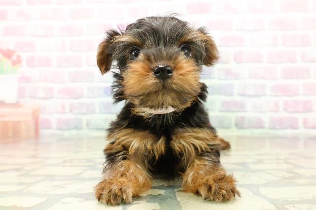 東京都のヨークシャーテリア (Coo&RIKU練馬店/2025年11月2日生まれ/女の子/スチールブルータン)の子犬の1枚目の画像