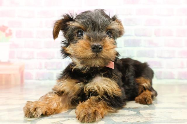 東京都のヨークシャーテリア (Coo&RIKU練馬店/2025年11月2日生まれ/女の子/スチールブルータン)の子犬の2枚目の画像