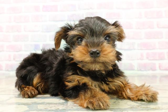 東京都のヨークシャーテリア (Coo&RIKU練馬店/2025年11月2日生まれ/女の子/スチールブルータン)の子犬の3枚目の画像