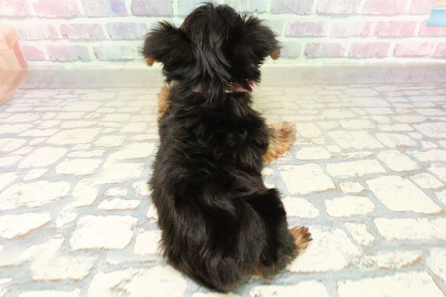 東京都のヨークシャーテリア (Coo&RIKU練馬店/2025年11月2日生まれ/女の子/スチールブルータン)の子犬の4枚目の画像