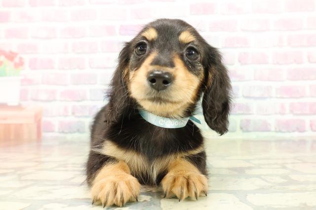 神奈川県のミニチュアダックスフンド(ロング) (Coo&RIKU長津田店/2025年11月3日生まれ/男の子/ブラックタン)の子犬