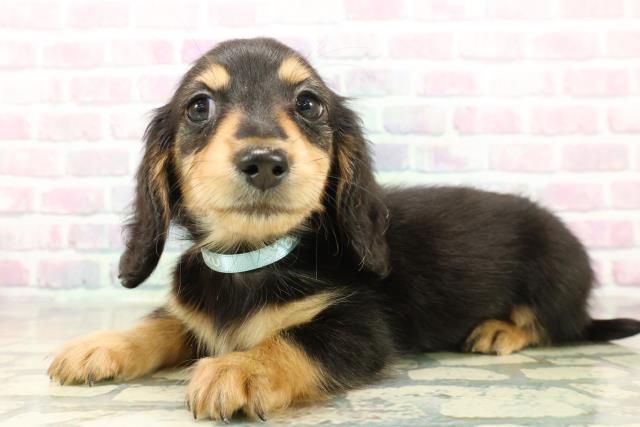 神奈川県のミニチュアダックスフンド(ロング) (Coo&RIKU長津田店/2025年11月3日生まれ/男の子/ブラックタン)の子犬の2枚目の画像