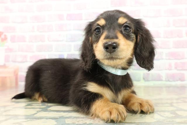 神奈川県のミニチュアダックスフンド(ロング) (Coo&RIKU長津田店/2025年11月3日生まれ/男の子/ブラックタン)の子犬の3枚目の画像