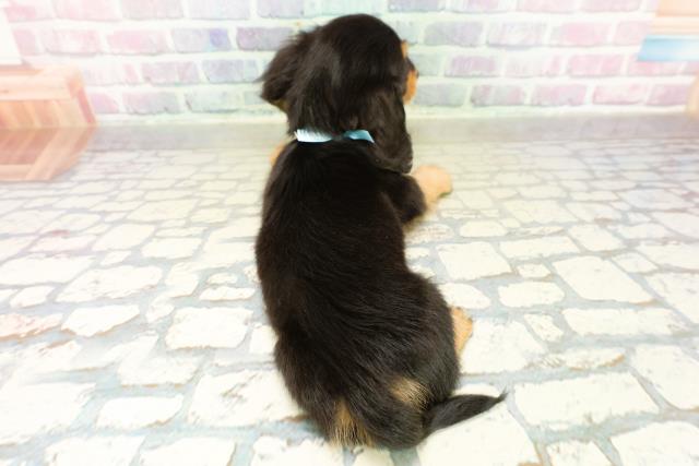 神奈川県のミニチュアダックスフンド(ロング) (Coo&RIKU長津田店/2025年11月3日生まれ/男の子/ブラックタン)の子犬の4枚目の画像