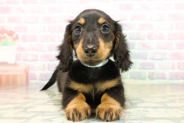 神奈川県のミニチュアダックスフンド(ロング) (Coo&RIKU横浜旭店/2025年11月3日生まれ/男の子/ブラックタン)の子犬