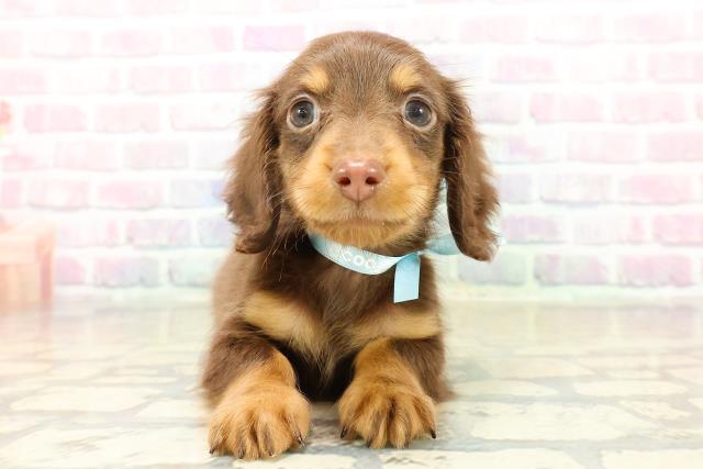 群馬県のミニチュアダックスフンド(ロング) (Coo&RIKU藤岡店/2025年11月3日生まれ/男の子/チョコレートタン)の子犬の1枚目の画像