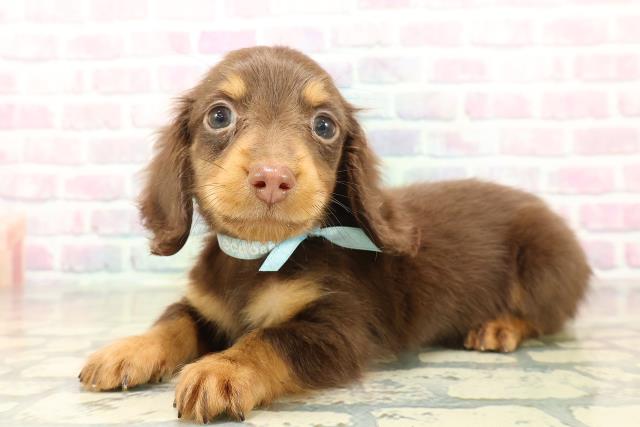 群馬県のミニチュアダックスフンド(ロング) (Coo&RIKU藤岡店/2025年11月3日生まれ/男の子/チョコレートタン)の子犬の2枚目の画像