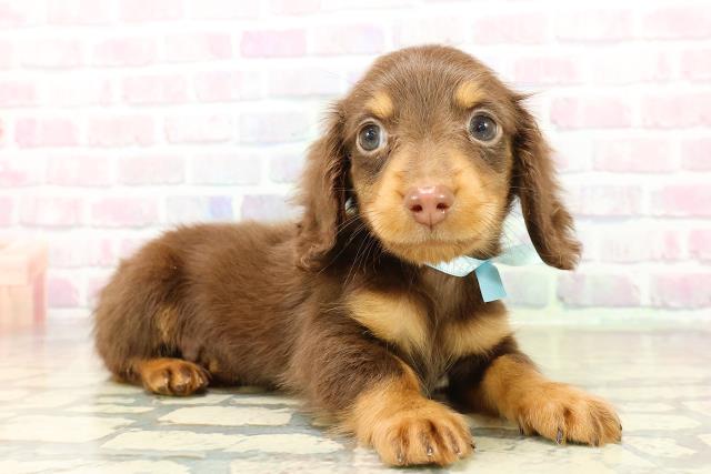 群馬県のミニチュアダックスフンド(ロング) (Coo&RIKU藤岡店/2025年11月3日生まれ/男の子/チョコレートタン)の子犬の3枚目の画像