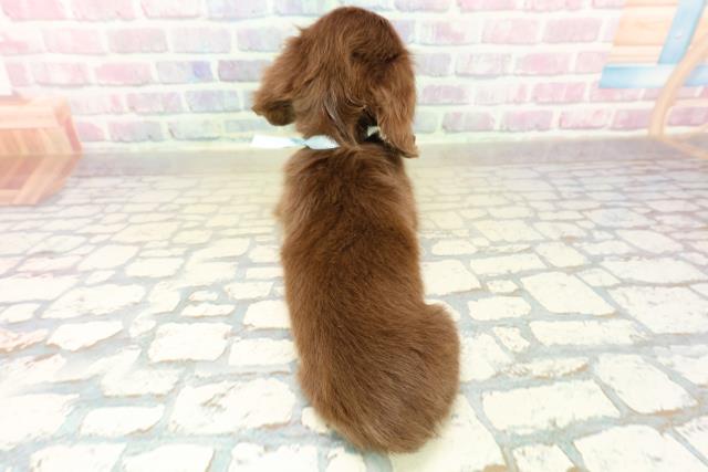 群馬県のミニチュアダックスフンド(ロング) (Coo&RIKU藤岡店/2025年11月3日生まれ/男の子/チョコレートタン)の子犬の4枚目の画像