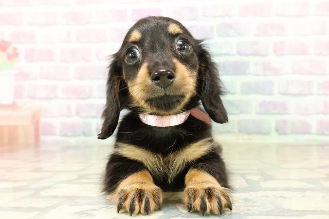 神奈川県のミニチュアダックスフンド(ロング) (Coo&RIKU横須賀店/2025年11月3日生まれ/女の子/ブラックタン)の子犬