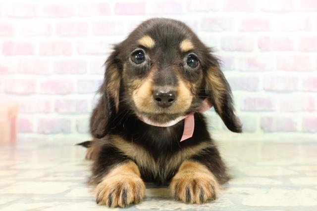 群馬県のミニチュアダックスフンド(ロング) (Coo&RIKU高崎店/2025年11月3日生まれ/女の子/ブラックタン)の子犬の1枚目の画像