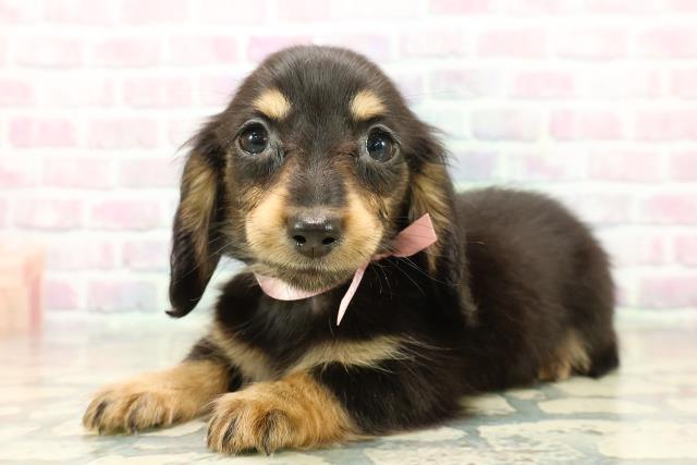 群馬県のミニチュアダックスフンド(ロング) (Coo&RIKU高崎店/2025年11月3日生まれ/女の子/ブラックタン)の子犬の2枚目の画像