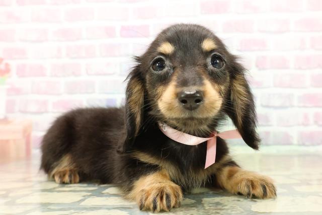 群馬県のミニチュアダックスフンド(ロング) (Coo&RIKU高崎店/2025年11月3日生まれ/女の子/ブラックタン)の子犬の3枚目の画像