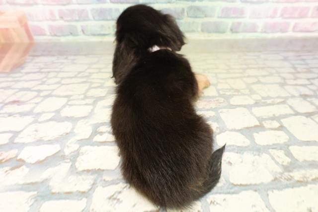 群馬県のミニチュアダックスフンド(ロング) (Coo&RIKU高崎店/2025年11月3日生まれ/女の子/ブラックタン)の子犬の4枚目の画像