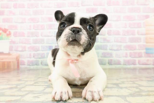 東京都のフレンチブルドッグ (Coo&RIKU中野サンモール店/2025年11月1日生まれ/女の子/パイド)の子犬の1枚目の画像