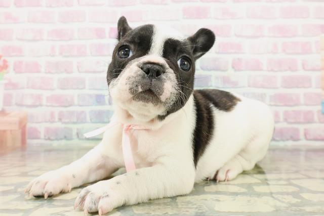 東京都のフレンチブルドッグ (Coo&RIKU中野サンモール店/2025年11月1日生まれ/女の子/パイド)の子犬の2枚目の画像