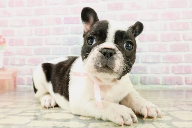 東京都のフレンチブルドッグ (Coo&RIKU中野サンモール店/2025年11月1日生まれ/女の子/パイド)の子犬の3枚目の画像