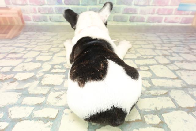 東京都のフレンチブルドッグ (Coo&RIKU中野サンモール店/2025年11月1日生まれ/女の子/パイド)の子犬の4枚目の画像