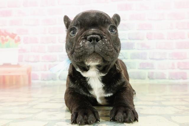 東京都のフレンチブルドッグ (Coo&RIKU浅草店/2025年11月1日生まれ/男の子/ブリンドル)の子犬の1枚目の画像