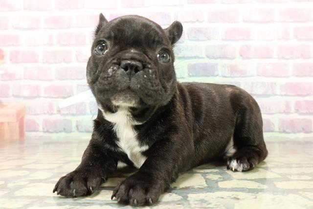 東京都のフレンチブルドッグ (Coo&RIKU浅草店/2025年11月1日生まれ/男の子/ブリンドル)の子犬の2枚目の画像