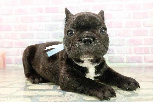 東京都のフレンチブルドッグ (Coo&RIKU浅草店/2025年11月1日生まれ/男の子/ブリンドル)の子犬の3枚目の画像