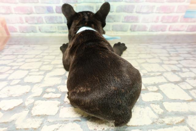 東京都のフレンチブルドッグ (Coo&RIKU浅草店/2025年11月1日生まれ/男の子/ブリンドル)の子犬の4枚目の画像