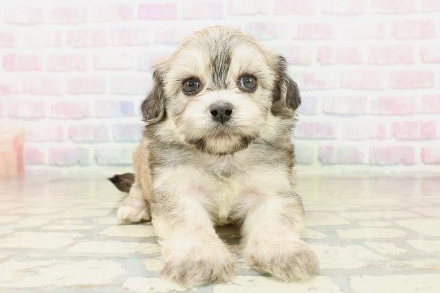 東京都のペキプー(ペキニーズ×プードル) (Coo&RIKU足立本店/2025年11月3日生まれ/男の子/フォーン)の子犬の1枚目の画像