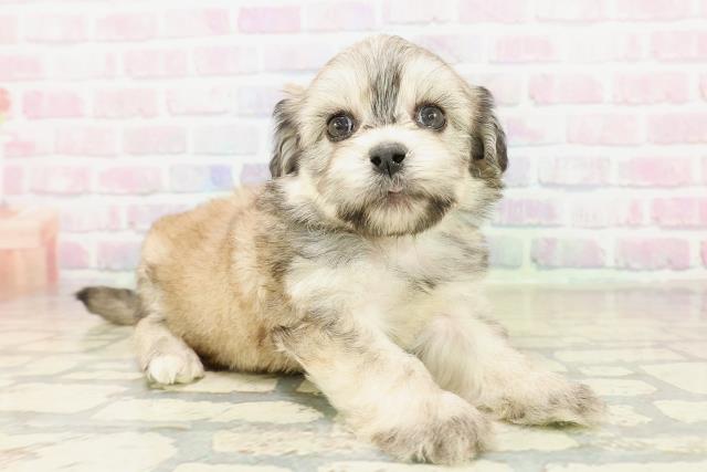 東京都のペキプー(ペキニーズ×プードル) (Coo&RIKU足立本店/2025年11月3日生まれ/男の子/フォーン)の子犬の3枚目の画像