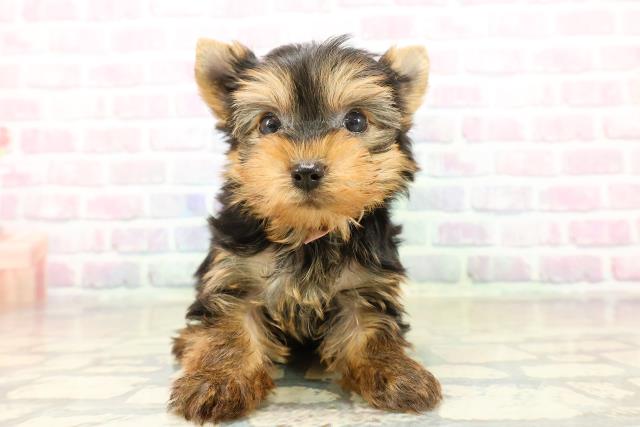 東京都のヨークシャーテリア (Coo&RIKU中野サンモール店/2025年11月2日生まれ/女の子/スチールブルータン)の子犬の1枚目の画像