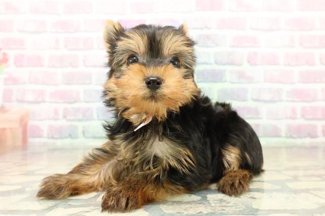 東京都のヨークシャーテリア (Coo&RIKU中野サンモール店/2025年11月2日生まれ/女の子/スチールブルータン)の子犬の2枚目の画像