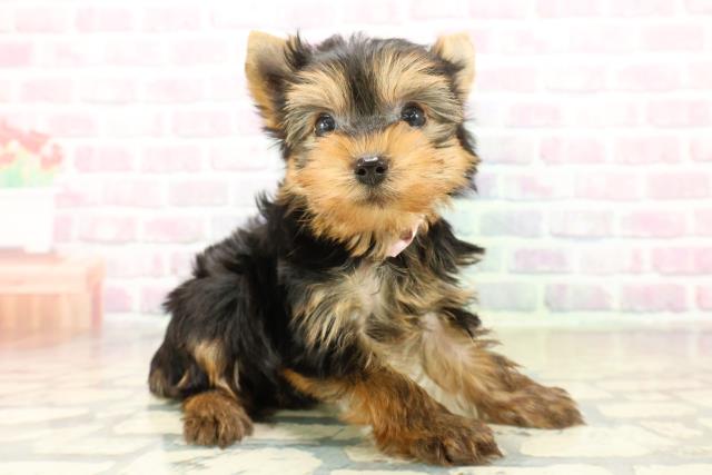 東京都のヨークシャーテリア (Coo&RIKU中野サンモール店/2025年11月2日生まれ/女の子/スチールブルータン)の子犬の3枚目の画像