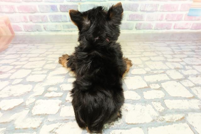 東京都のヨークシャーテリア (Coo&RIKU中野サンモール店/2025年11月2日生まれ/女の子/スチールブルータン)の子犬の4枚目の画像