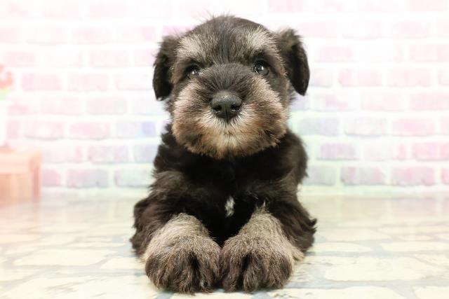 群馬県のミニチュアシュナウザー (Coo&RIKU伊勢崎店/2025年11月1日生まれ/女の子/ソルトペッパー)の子犬の1枚目の画像