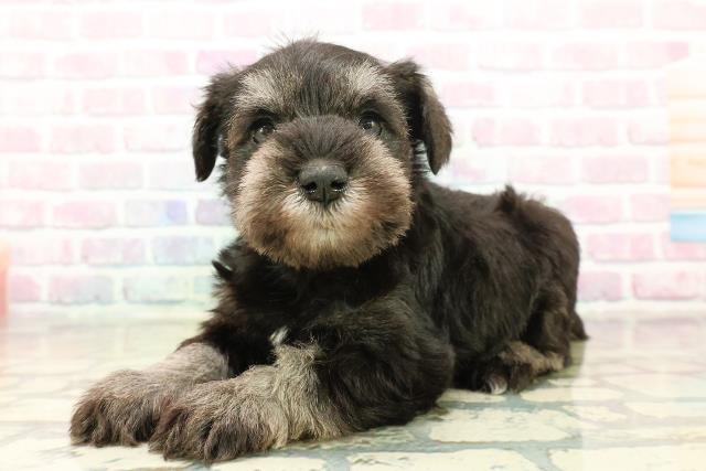 群馬県のミニチュアシュナウザー (Coo&RIKU伊勢崎店/2025年11月1日生まれ/女の子/ソルトペッパー)の子犬の2枚目の画像