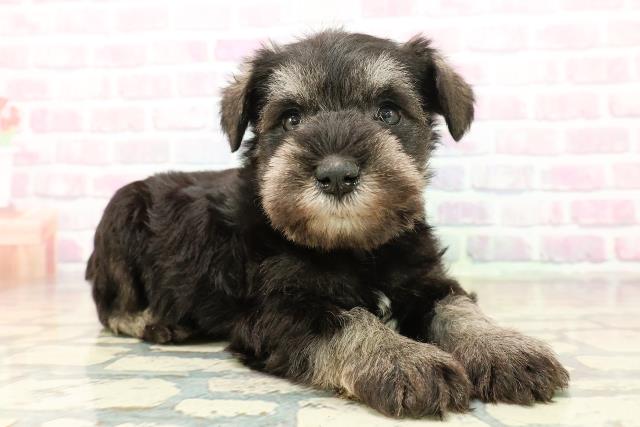 群馬県のミニチュアシュナウザー (Coo&RIKU伊勢崎店/2025年11月1日生まれ/女の子/ソルトペッパー)の子犬の3枚目の画像