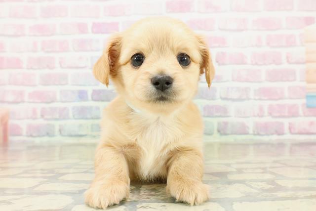 群馬県のチワックス(チワワ×ダックス) (Coo&RIKU前橋店/2025年11月2日生まれ/男の子/イエロー)の子犬の1枚目の画像