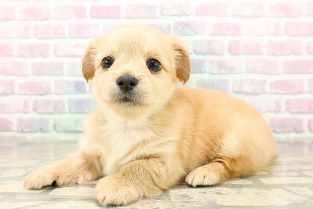 群馬県のチワックス(チワワ×ダックス) (Coo&RIKU前橋店/2025年11月2日生まれ/男の子/イエロー)の子犬の2枚目の画像