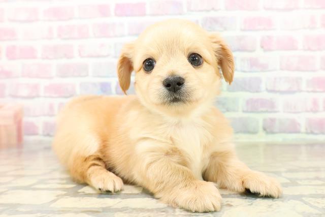 群馬県のチワックス(チワワ×ダックス) (Coo&RIKU前橋店/2025年11月2日生まれ/男の子/イエロー)の子犬の3枚目の画像