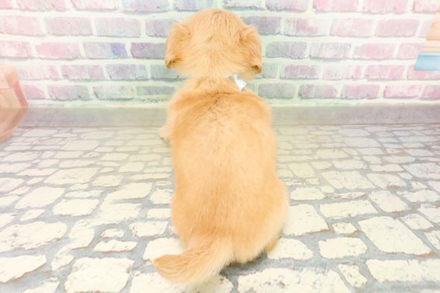 群馬県のチワックス(チワワ×ダックス) (Coo&RIKU前橋店/2025年11月2日生まれ/男の子/イエロー)の子犬の4枚目の画像