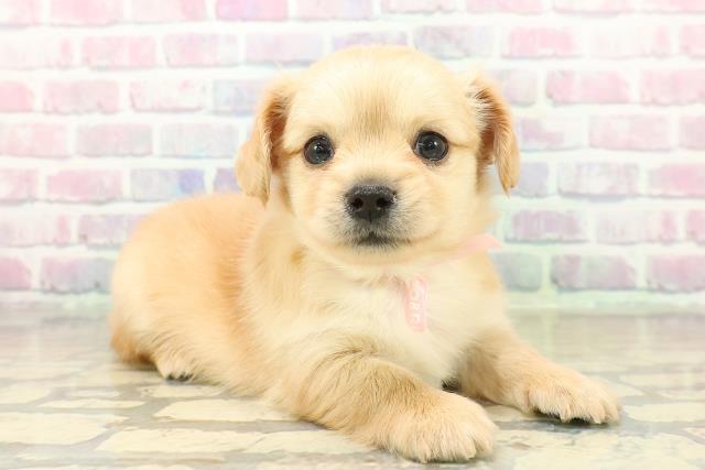 東京都のチワックス(チワワ×ダックス) (Coo&RIKU池袋西口店/2025年11月2日生まれ/女の子/イエロー)の子犬の3枚目の画像