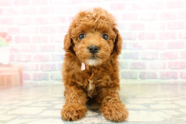 埼玉県のトイプードル(トイ) (Coo&RIKU岩槻店/2025年11月3日生まれ/女の子/レッド)の子犬の1枚目の画像