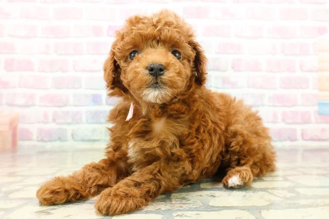 埼玉県のトイプードル(トイ) (Coo&RIKU岩槻店/2025年11月3日生まれ/女の子/レッド)の子犬の2枚目の画像