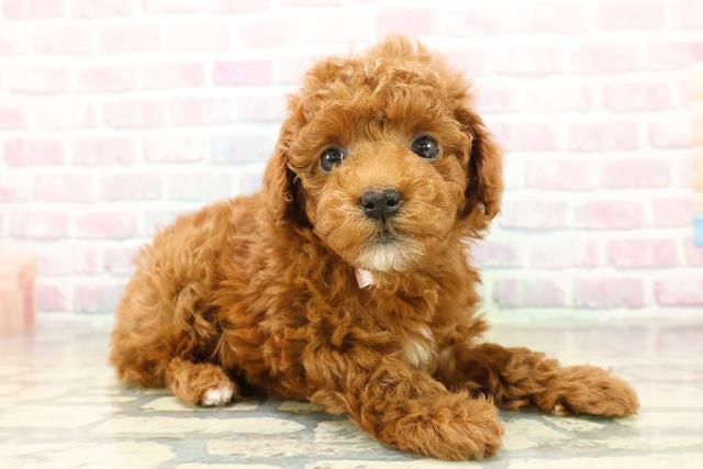 埼玉県のトイプードル(トイ) (Coo&RIKU岩槻店/2025年11月3日生まれ/女の子/レッド)の子犬の3枚目の画像