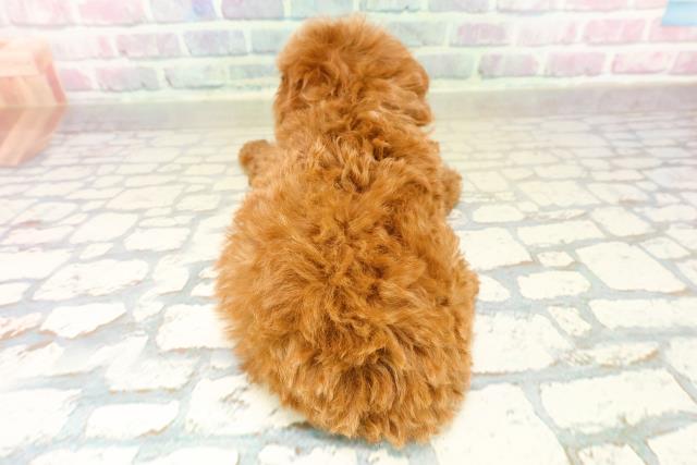 埼玉県のトイプードル(トイ) (Coo&RIKU岩槻店/2025年11月3日生まれ/女の子/レッド)の子犬の4枚目の画像
